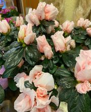 Fleur Evasion Sàrl Bild 11