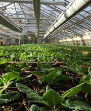 Blumen Joos GmbH Bild 7