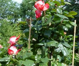 Bornholdt Bild 1