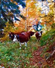 Winterhalterhof Bild 5