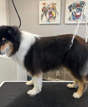 Concept Toilettage by Fabrice image 14