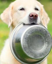 Espace SOS Canin image 1