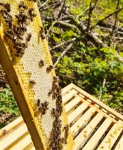 Saarimkerei Gaul Bild 13