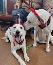 Independence Animal Hospital image 13