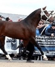 Fédération suisse du franches-montagnes (FSFM) Bild 5