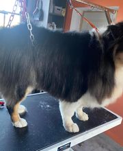 Nany'Dog Toilettage image 6