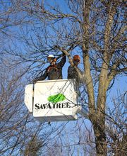 SavATree - Tree Service & Lawn Care image 6
