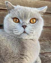 Pension Dog Méditerranée image 5