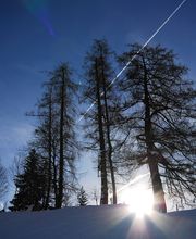 Baumpflege Dietrich GmbH Bild 4