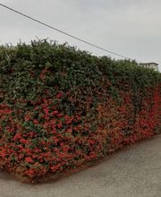 Gallery Professionale