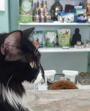 Clinica Veterinaria Exotia Santa Ursula imagen 1