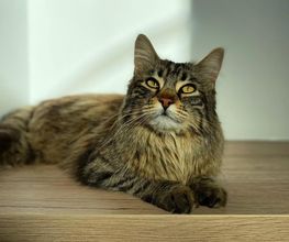 Riviera Vet image 4