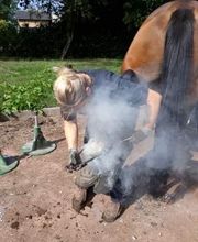 Champeaux Élodie marechal ferrant 27 eure image 19