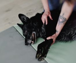 FITBUDDYS Tierheilpraxis & BARF-Shop Bild 6