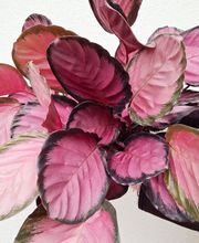 Pluie de Pétales image 4