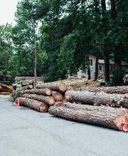 Top Tier Trees image 12