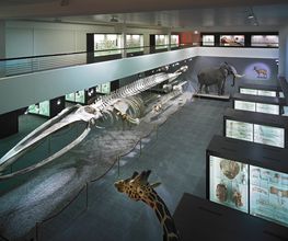 Naturhistorisches Museum Bern Bild 11