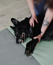 FITBUDDYS Tierheilpraxis & BARF-Shop Bild 6