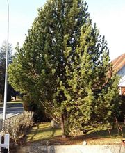 Baron Frederic image 16