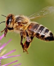 Snyder's Apiaries image 1