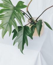 Fleurs du Coeur Bild 10