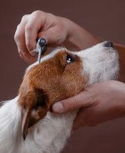 Doctoras Vet Clínica Veterinaria imagen 11