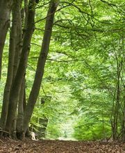 Buchen und Eichen prägen das Waldbild im FriedWald Cuxland.
