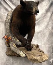 Arrowed 1 Taxidermy image 10