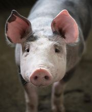 Normande Avicole image 5