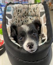 Halle aux Croquettes Labatut image 18