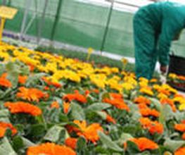 plantas-vivero-01.jpg