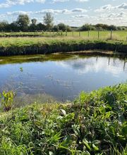 Wief rent sun & moor Bild 3