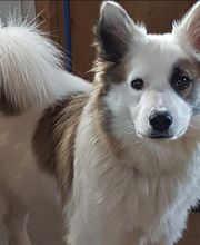 Leenhof Reitschule - Islandpferde Bild 10