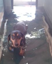 Dog Ways Hundecenter Bild 3