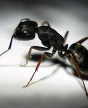 Schädlingsbekämpfung Schemeth GmbH Bild 1