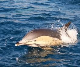 Turmares Tarifa imagen 7