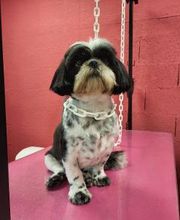 Tom&Co Chinon - Animalerie - Dog Wash image 10