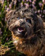 Sarah Genuit Fotografie Bild 9