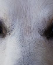 Haku & Co Hundeschule Bild 2