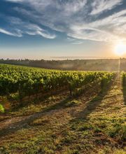 Sedella vinos SL imagen 4