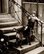 Soller Junghennen AG Bild 8