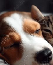 Tierbestattungen Haas Bild 5