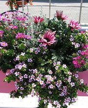 Gartenfachmarkt Richter Bild 1