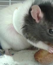 Clinique vétérinaire des Ducs de Bourgogne image 8