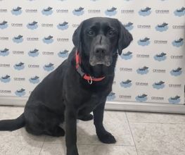 Labrador_Cevemir.jpg