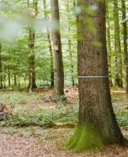 FriedWald Kalletal Bild 1