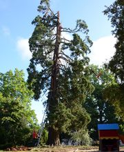 Ecureuil Elagage image 5