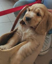 Pluto Chouet' image 4