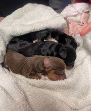 Country Hills Veterinary Hospital: Greene Mark DVM image 18