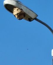 Breizh Nuisibles Services image 11